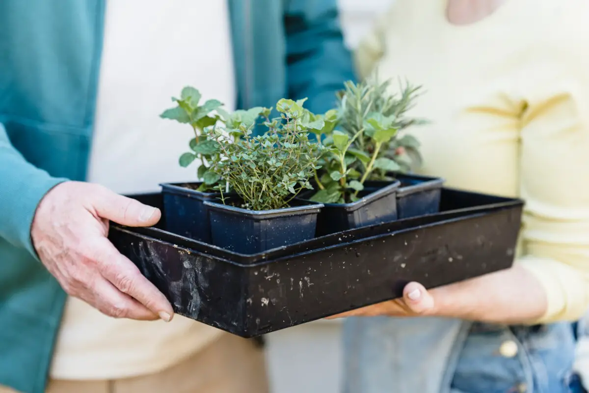 People holding a box with small plants in black plastic containers
