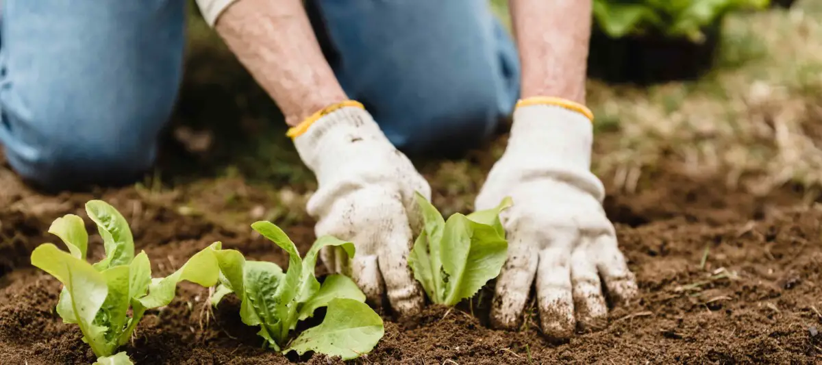 A person planting lettuce in soil