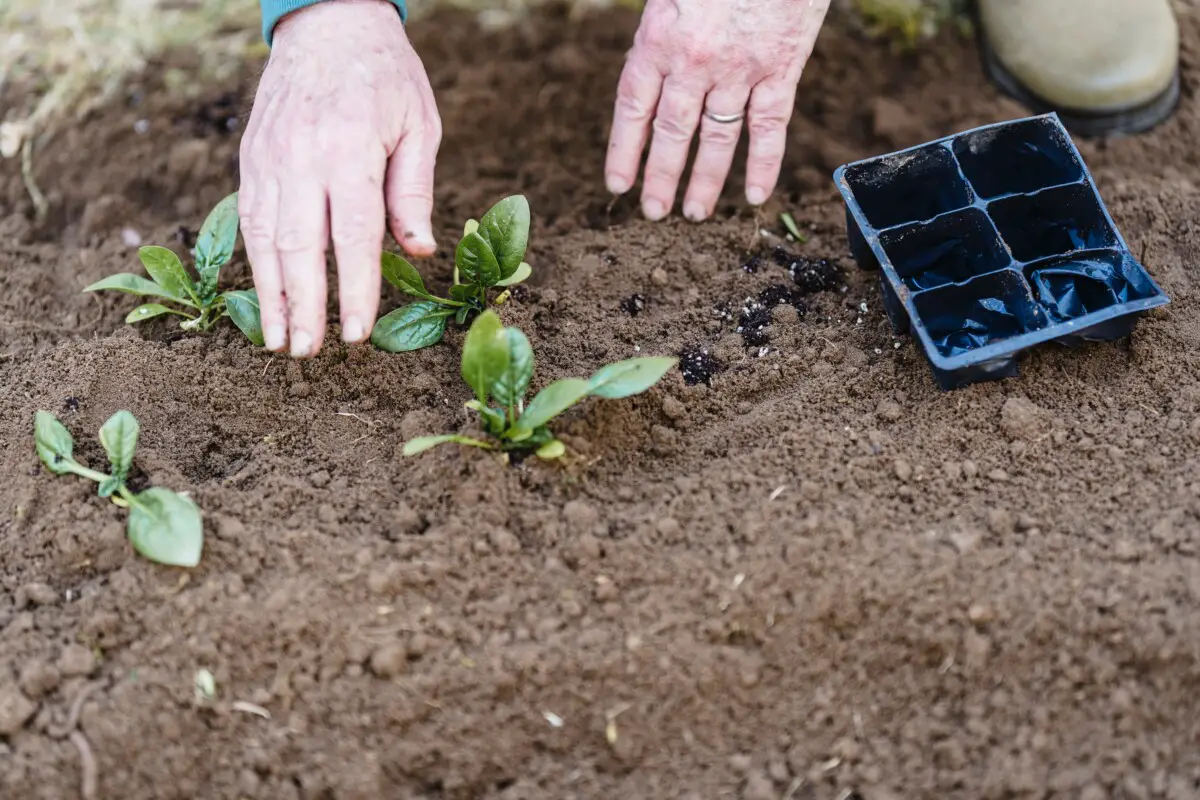 A person planting a small plant in the soil