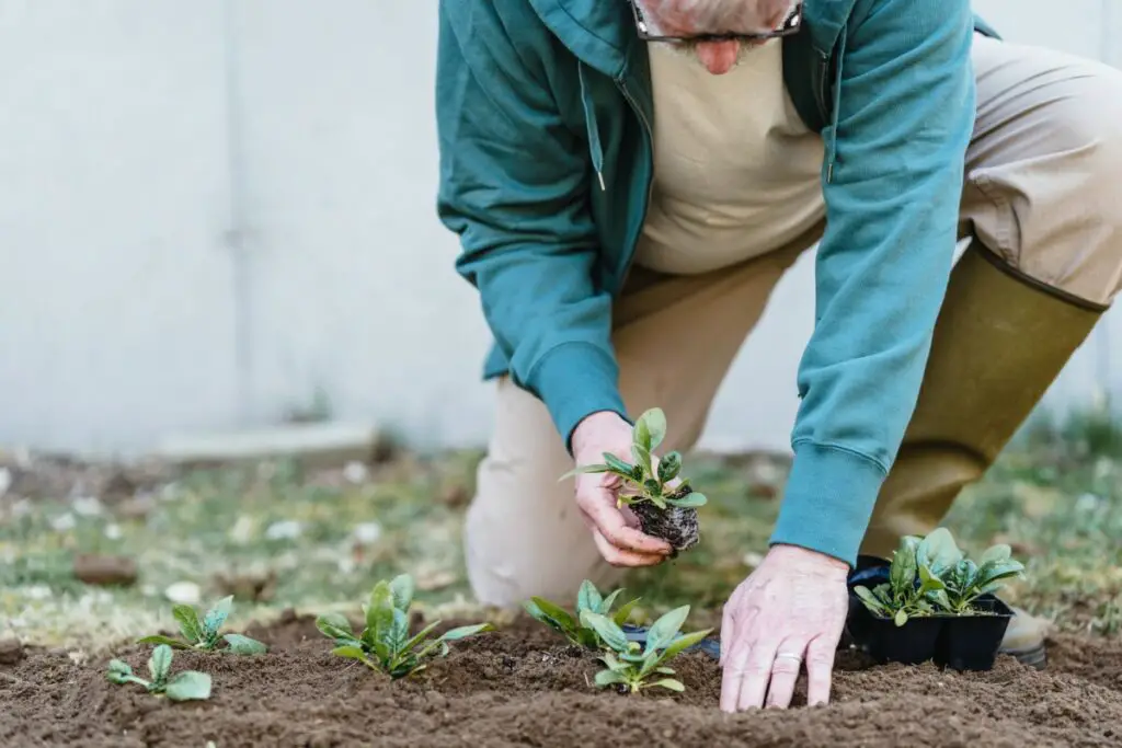 Regenerative Gardening - Man planting in soil