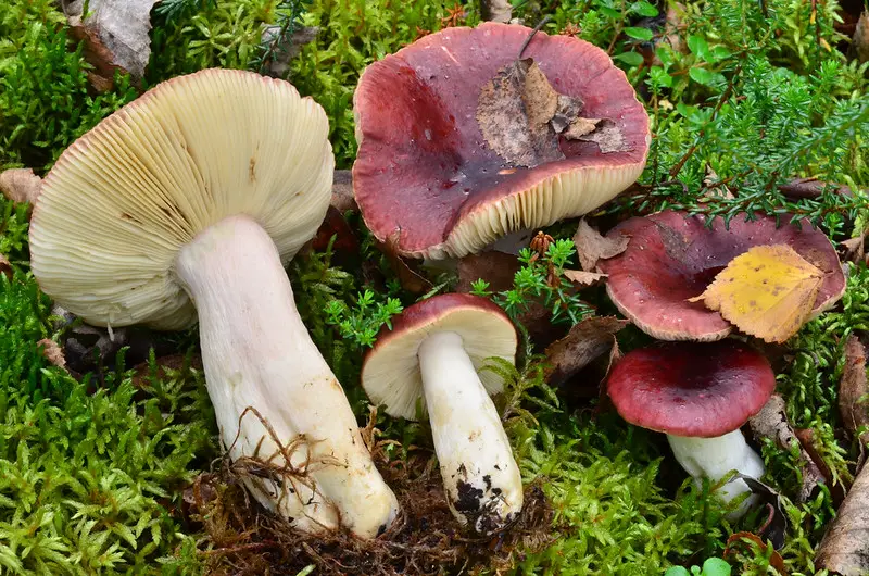 6 Best Ways to Grow Mushrooms With Vegetables