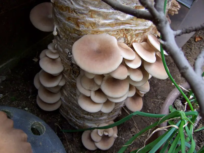Growing mushrooms in straw bales
