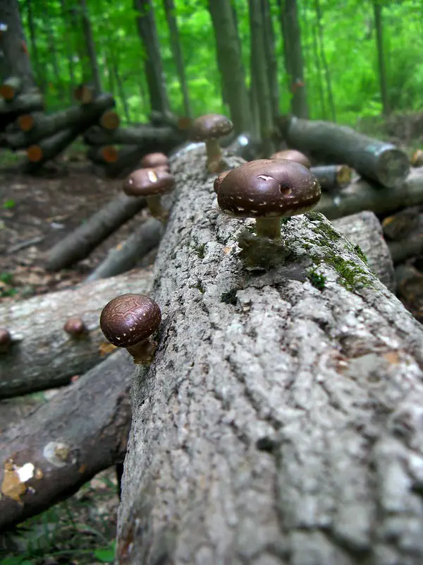 Growing mushrooms on shiitake logs
