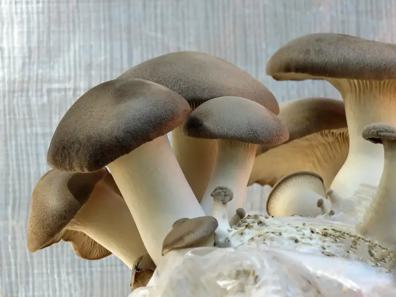 Growing mushrooms
King Oyster mushrooms 