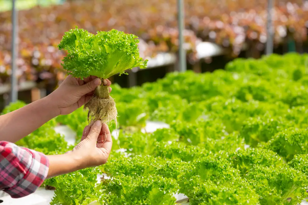 What is Hydroponic Gardening? A Beginner’s Guide
