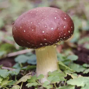 Wine cap mushroom growing in soil