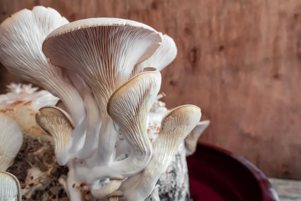 Growing mushrooms 
 Oyster mushrooms in a clay pot