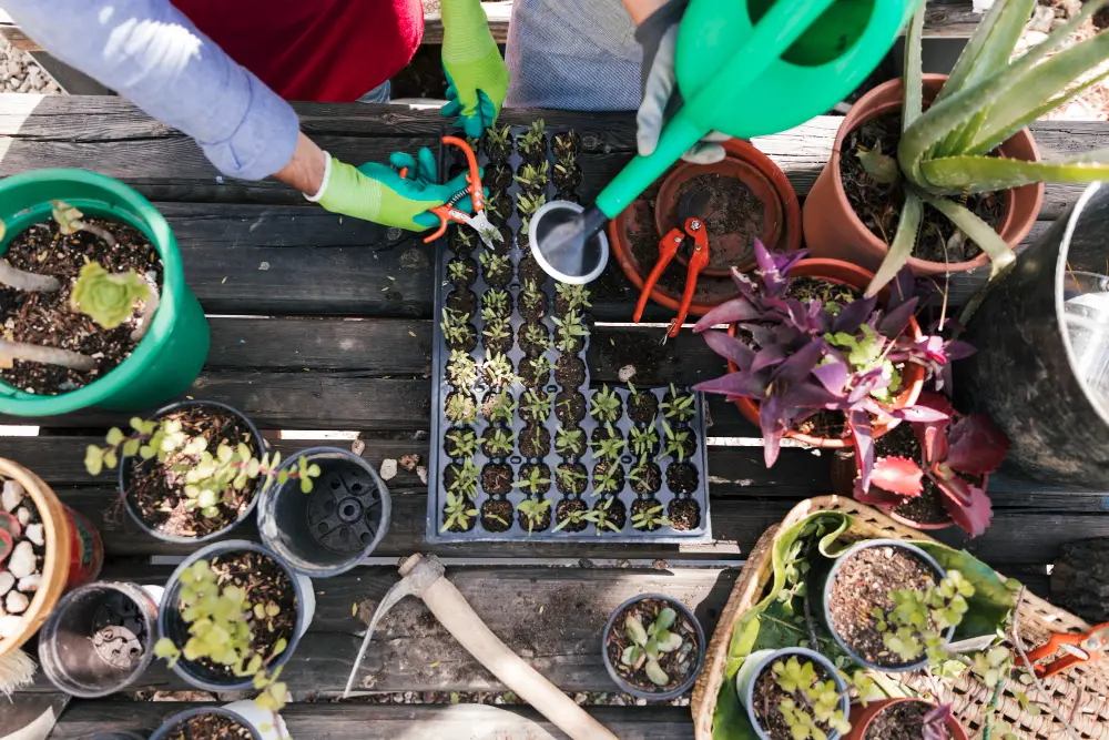 Organizing Your Tiny Backyard Garden Planters and seed trays. 