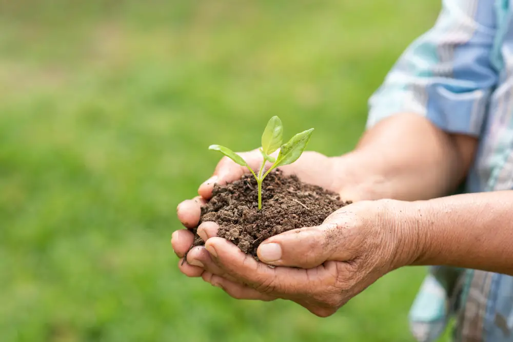 A person holding a plant in soil