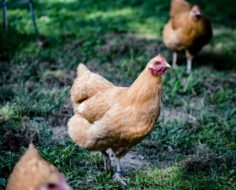 Regenerative Agriculture. Chickens in the garden.