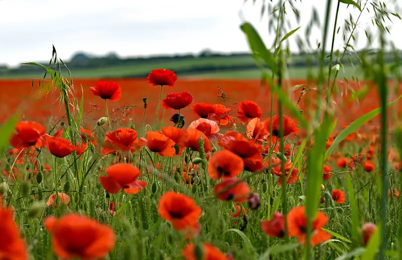 Regenerative Agriculture.
Common Poppy Flower. 
A meadow full of poppy flowers.