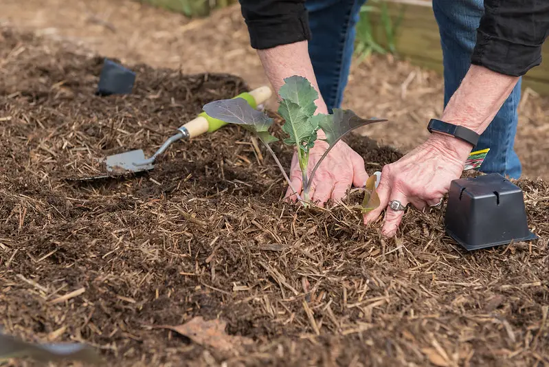 Regenerative Agriculture. Man planting cabbage in mulched soil. 