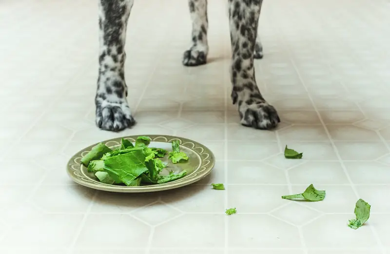 Garden Vegetables Safe for Dogs - Dog standing in front of a plate with lettuce 