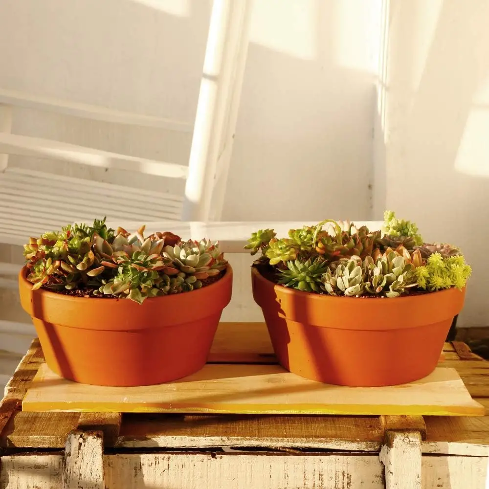 Terracotta Plant Containers