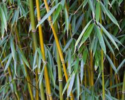 Image of Fargesia Robusta 'Campbell' (Campbell's Bamboo)- How to Grow Bamboo on Your Terrace
