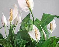 Image of Peace lily plant