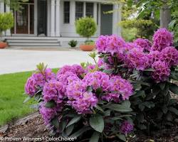 Image of Rhododendron plant