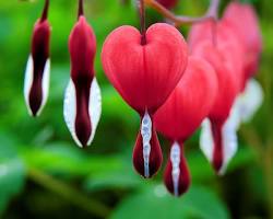 Image of Bleeding heart flower